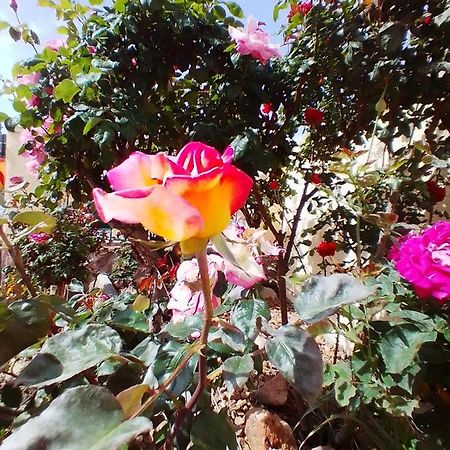 Las/Rosas Orgaz 외부 사진